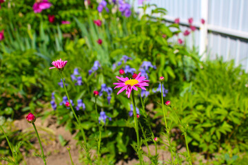 Obraz premium flowers in the garden