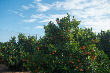 Fototapeta na wymiar oranges on tree