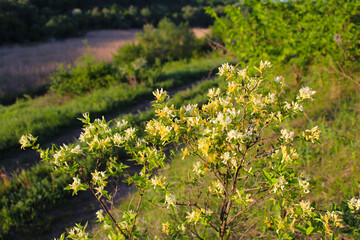 flowers in the woods