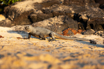 Galápagos marine iguana. One of the endemit on islands. It looks like monster. Isabela island