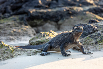 Galápagos marine iguana. One of the endemit on islands. It looks like monster. Isabela island