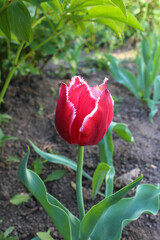 tulip in the garden