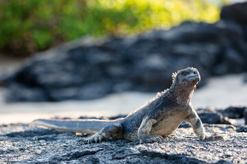 Galápagos marine iguana. One of the endemit on islands. It looks like monster. Isabela island