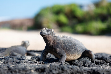 Galápagos marine iguana. One of the endemit on islands. It looks like monster. Isabela island