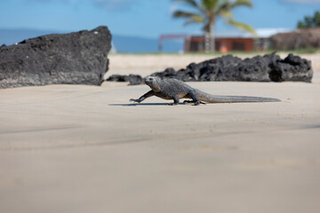 Galápagos marine iguana. One of the endemit on islands. It looks like monster. Isabela island