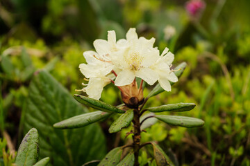 blooming white yellow rhododendron brachycarpum aureum on a background of green foliage. mountain flower bud with dew drops, evergreen plant, Ericaceae