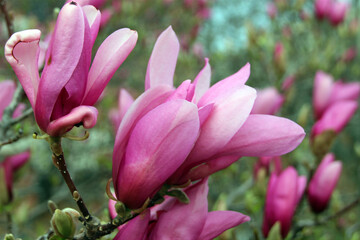 Obraz na płótnie Canvas pink magnolia flowers