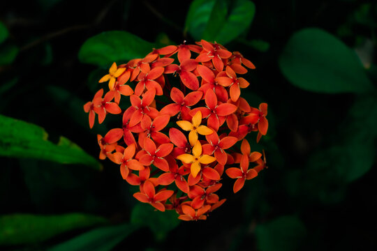 Red flower in the garden