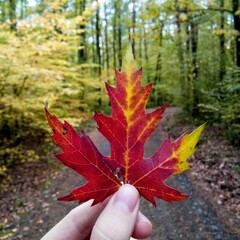 hand holding maple leaf
