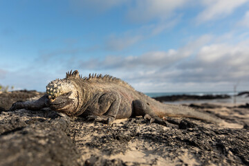 Galápagos marine iguana. One of the endemit on islands. It looks like monster. Isabela island