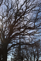 Windmill hidden large tree