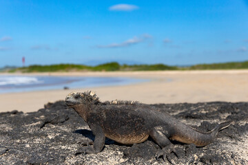 Galápagos marine iguana. One of the endemit on islands. It looks like monster. Isabela island