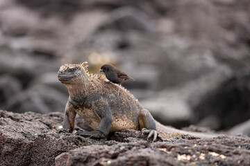 Galápagos marine iguana. One of the endemit on islands. It looks like monster. Isabela island