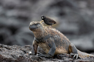 Galápagos marine iguana. One of the endemit on islands. It looks like monster. Isabela island