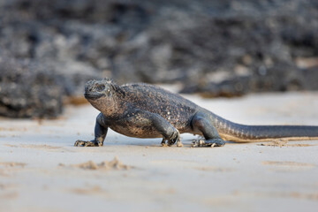 Galápagos marine iguana. One of the endemit on islands. It looks like monster. Isabela island