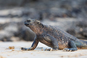Galápagos marine iguana. One of the endemit on islands. It looks like monster. Isabela island