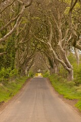 Tree canopy over road