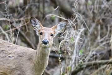 White-tailed Deer in the Woods