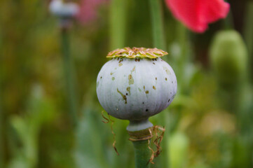 plant in the field