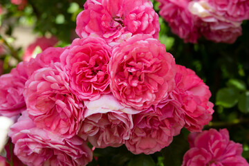 
Blooming spray roses in the garden. Close-up. Place for an inscription. Background.
