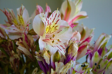 astromelia tree blossom