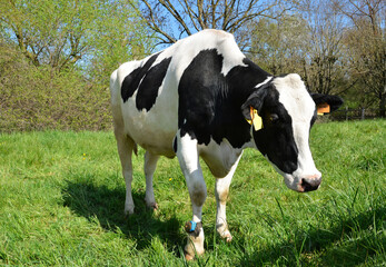 A dairy cow with a pedometer tracking. It is a Holstein Friesian breed cow used for the dairy industry.