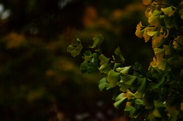 ginkgo leafes  