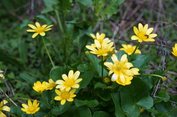 yellow flowers in the garden