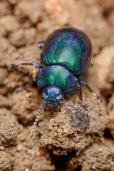 little green-blue Colorado mint beetle