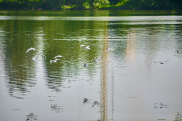 flock of seagulls are flying over the lake