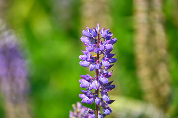 blossoming flower in field lupinus polyphyllus