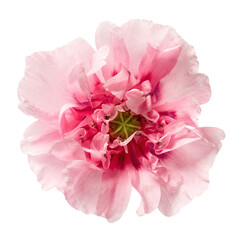 Poppy pink peony flower isolated on white background. Close-up of blooming flower head. Top view.