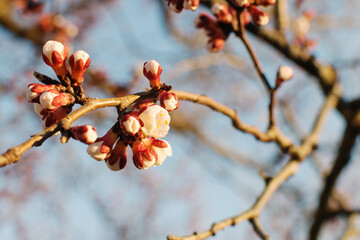 Blooming apricot flowers in the soft golden light of the setting sun.