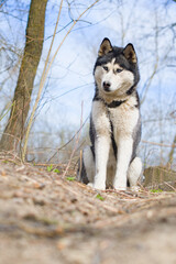 siberian husky