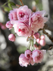 Fototapeta premium Japanese Cherry Blossom in pink with flower buds and young leaves against the blue sky.