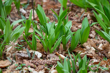 Wild Ramps - wild garlic ( Allium tricoccum), commonly known as ramp, ramps, spring onion, wild leek, wood leek. North American species of wild onion. in Canada, ramps are considered rare delicacies