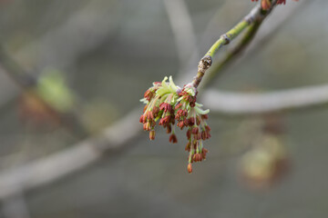 Box Elder Flowers in Springtime