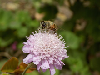 bee on a flower