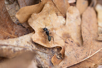 Easter Carpenter Ant on Leaf in Springtime