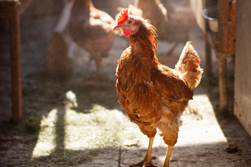Chicken brown poultry close-up. Farm of organic products