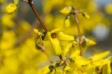 Forsythia Flowers in Bloom in Springtime