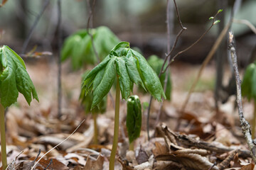 Mayapple Plant Emerging in Springtime