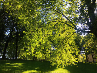 Nature view of sunshine shining through green leaves in summer, nature outdoor background