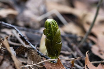 Mayapple Plant Emerging in Springtime