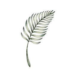 Watercolor tropical palm leaf green on a white background. The exotic plant can be used for summer design, wedding decor, posters in the room, textiles