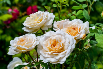 Close-up of a cluster of soft cream flowers of the Lions Rose variety. Natural floral background with blooming rose bush on a flower bed in a garden or park in the open air