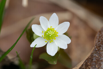 Rue Anemone Flowers in Springtime