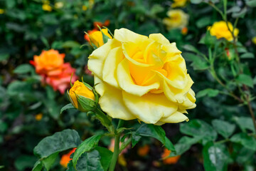 Yellow rose flower of the Sphinx Gold variety, close-up. Beautiful flowering stem with a bud growing on a flower bed in a garden or park, in the open air