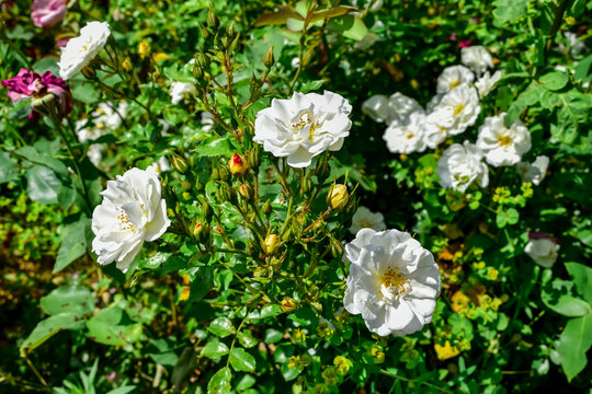 Elegant white roses of the Schneekonigin variety growing on a bush in a flower bed in a garden or park. Beautiful floral natural background for gentle romantic cards or banners