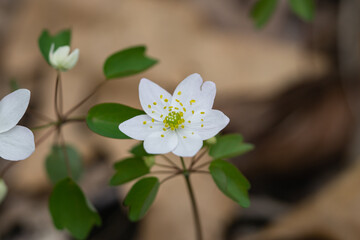 Rue Anemone Flowers in Springtime